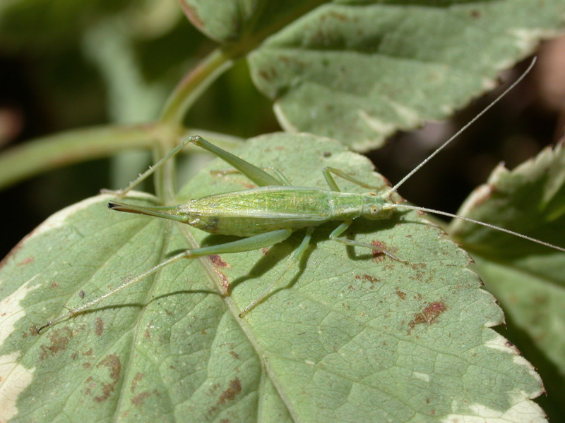 quadripunctatus582pfj.jpg