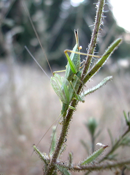 quadripunctatus582pmp2colej.jpg