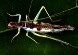 neoxabea_bipunctata_601pfj