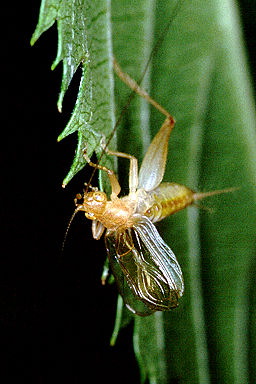 anaxipha_sp._kinhibari_l.jpg