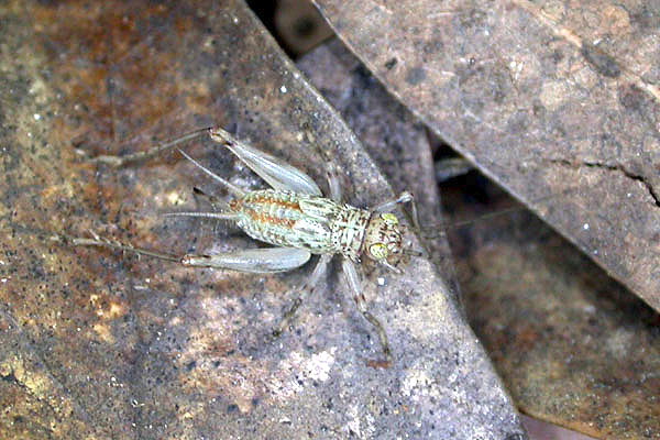 svistella_bifasciata_kor2.jpg