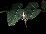 neoxabea_bipunctata_601pmcj